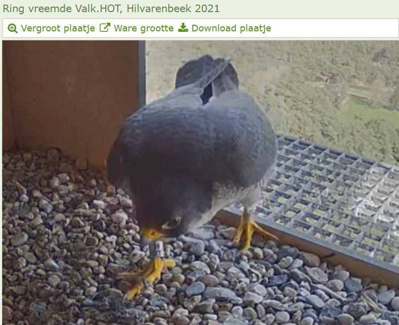 filmpjes © VWGGemert/Vogelbescherming Nederland vanaf 2 maart 2023 - Pagina 5 2023-147