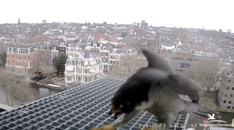 A'dam Rijksmuseum © Vogelbescherming Nederland Beleef de Lente screenshots va 26022023  - Pagina 3 2023-278