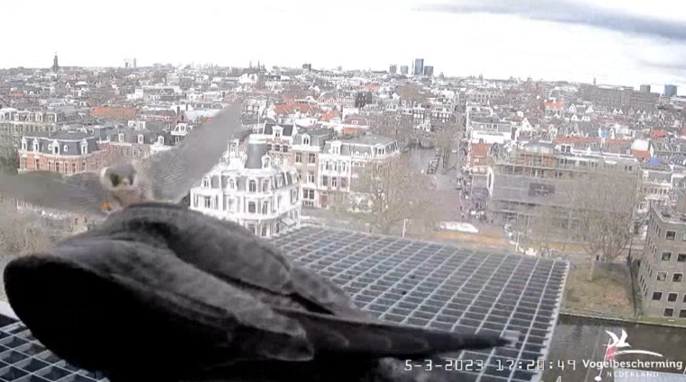 A'dam Rijksmuseum © Vogelbescherming Nederland Beleef de Lente screenshots va 26022023  - Pagina 4 2023-382