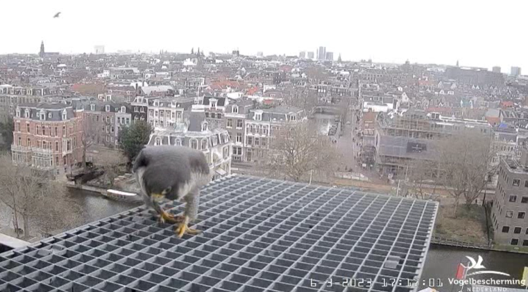 A'dam Rijksmuseum © Vogelbescherming Nederland Beleef de Lente screenshots va 26022023  - Pagina 5 2023-426