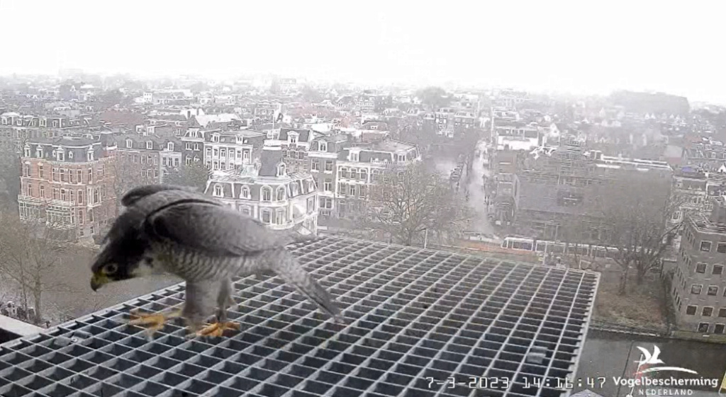 A'dam Rijksmuseum © Vogelbescherming Nederland Beleef de Lente screenshots va 26022023  - Pagina 5 2023-461