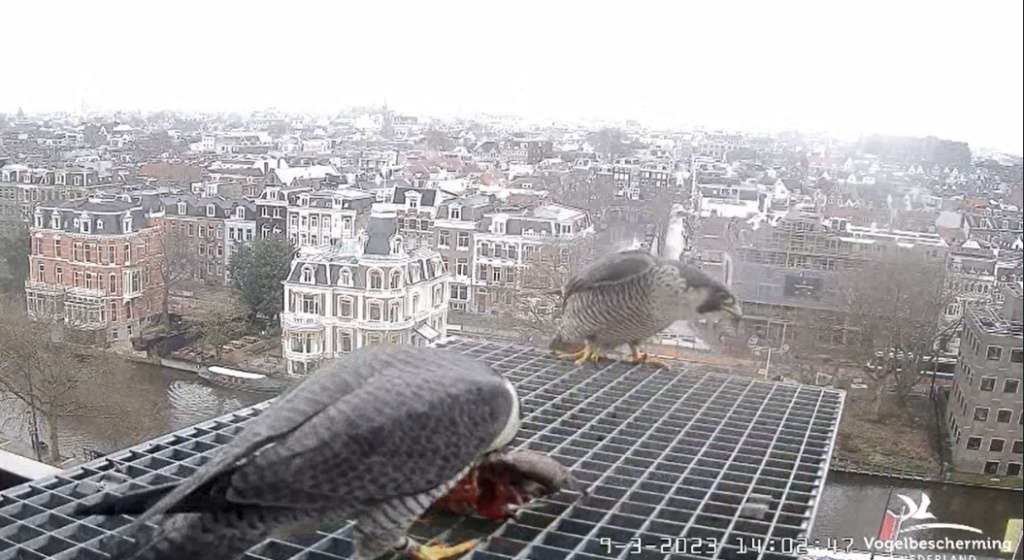 A'dam Rijksmuseum © Vogelbescherming Nederland Beleef de Lente screenshots va 26022023  - Pagina 6 2023-523