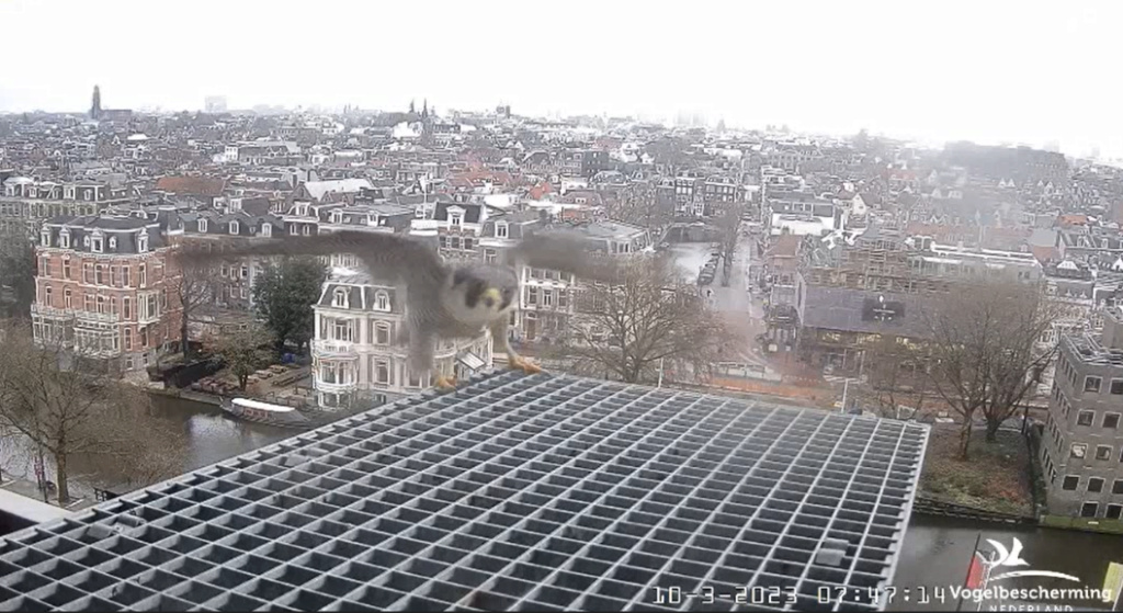 A'dam Rijksmuseum © Vogelbescherming Nederland Beleef de Lente screenshots va 26022023  - Pagina 6 2023-549