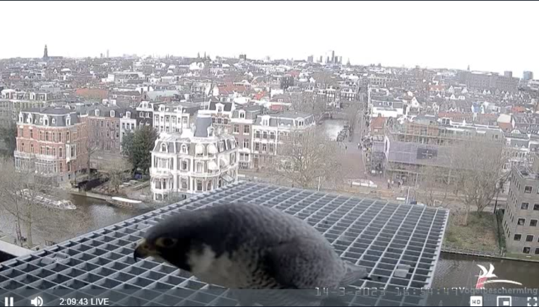 A'dam Rijksmuseum © Vogelbescherming Nederland Beleef de Lente screenshots va 26022023  - Pagina 8 2023-680