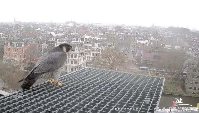 A'dam Rijksmuseum © Vogelbescherming Nederland Beleef de Lente screenshots va 26022023  - Pagina 12 2023-983