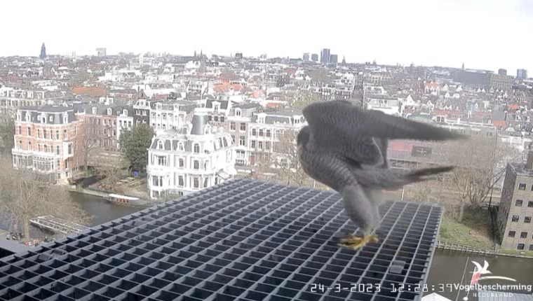 A'dam Rijksmuseum © Vogelbescherming Nederland Beleef de Lente screenshots va 26022023  - Pagina 13 20231110