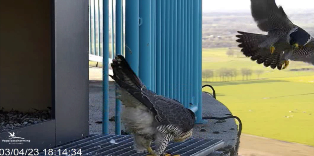 screenshots va 29 maart 2023 © VWGGemert/Vogelbescherming Nederland - Pagina 9 20231423