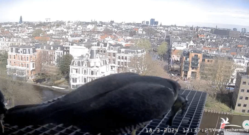 Amsterdam/Rijksmuseum screenshots © Beleef de Lente/Vogelbescherming Nederland 2024-063