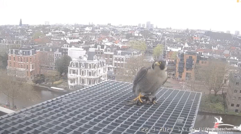 Amsterdam/Rijksmuseum screenshots © Beleef de Lente/Vogelbescherming Nederland - Pagina 4 2024-114