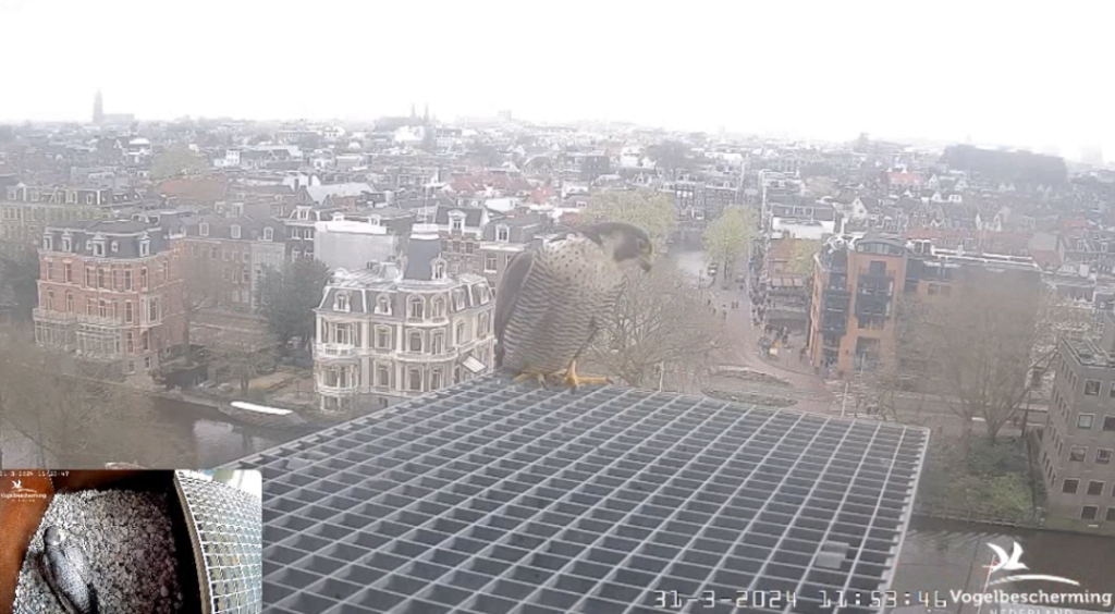 Amsterdam/Rijksmuseum screenshots © Beleef de Lente/Vogelbescherming Nederland - Pagina 8 2024-155