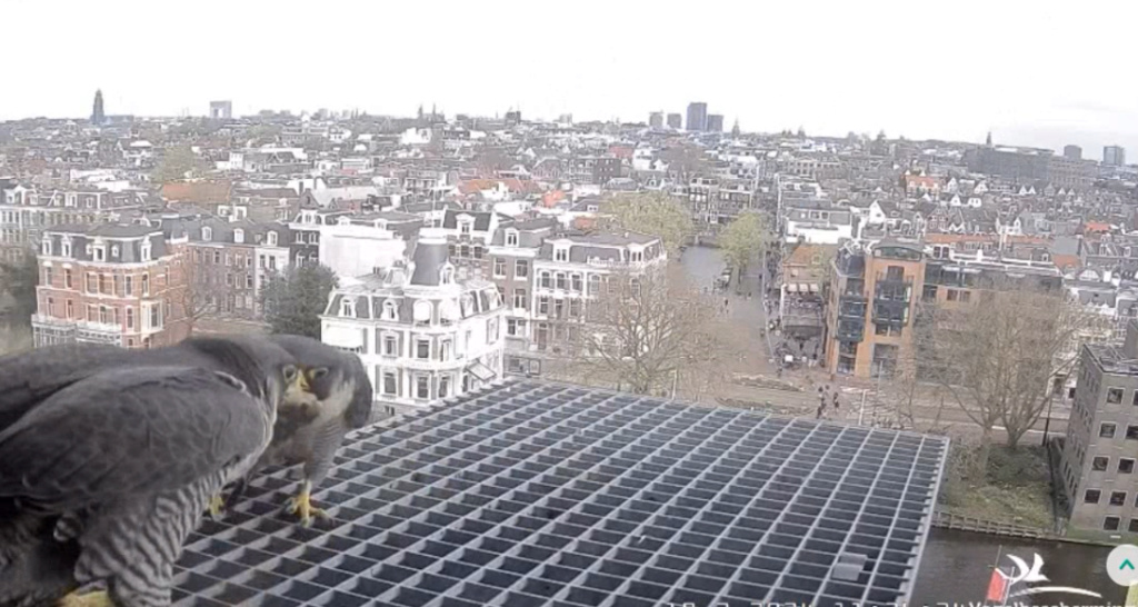 Amsterdam/Rijksmuseum screenshots © Beleef de Lente/Vogelbescherming Nederland 20241049