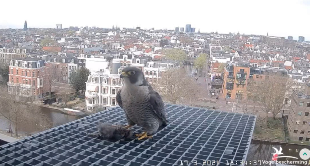 Amsterdam/Rijksmuseum screenshots © Beleef de Lente/Vogelbescherming Nederland - Pagina 2 20241086