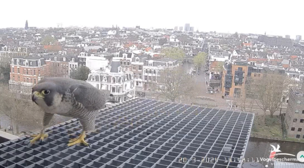 Amsterdam/Rijksmuseum screenshots © Beleef de Lente/Vogelbescherming Nederland - Pagina 2 20241099