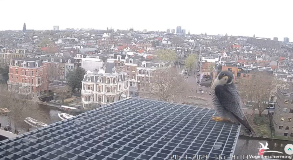 Amsterdam/Rijksmuseum screenshots © Beleef de Lente/Vogelbescherming Nederland - Pagina 2 20241120