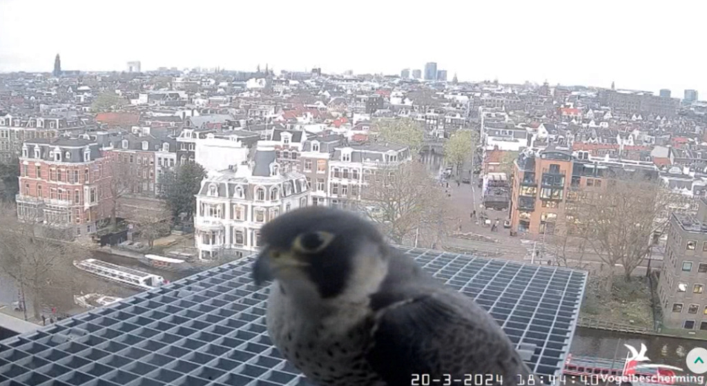 Amsterdam/Rijksmuseum screenshots © Beleef de Lente/Vogelbescherming Nederland - Pagina 2 20241123
