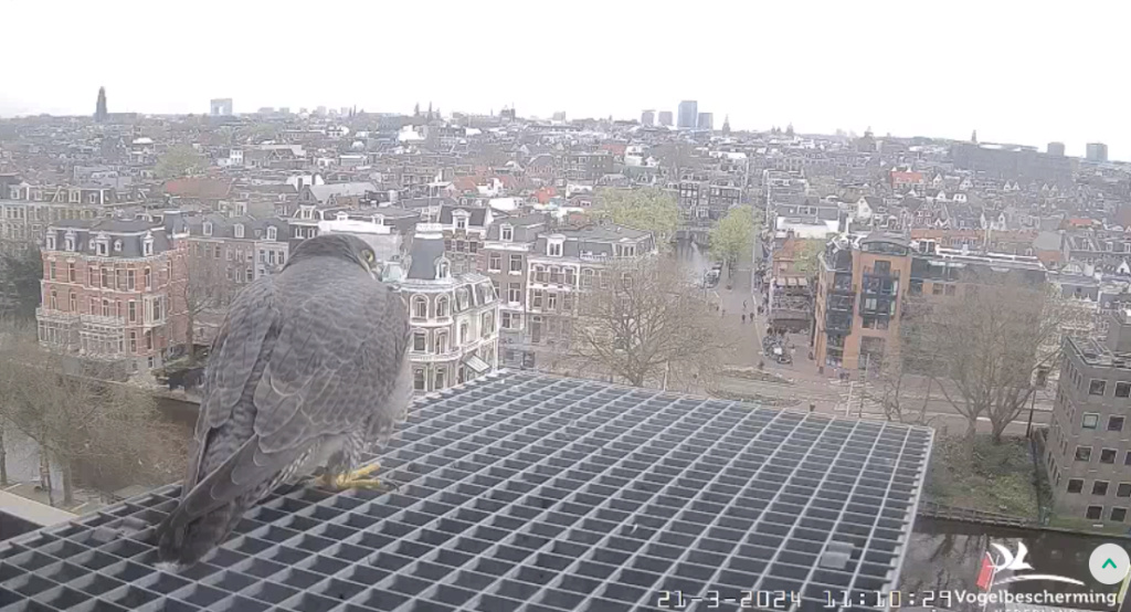 Amsterdam/Rijksmuseum screenshots © Beleef de Lente/Vogelbescherming Nederland - Pagina 2 20241130