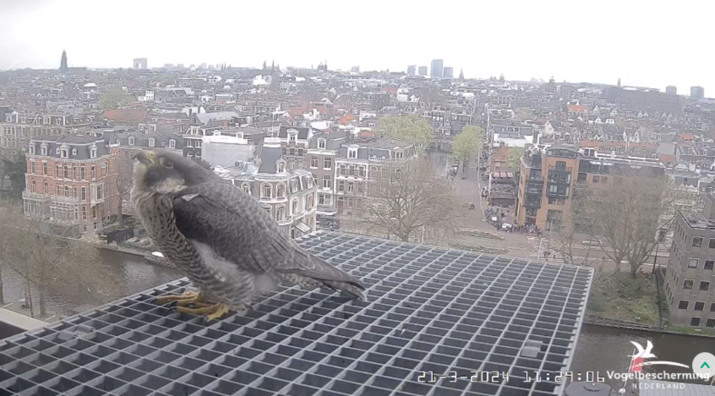 Amsterdam/Rijksmuseum screenshots © Beleef de Lente/Vogelbescherming Nederland - Pagina 2 20241132
