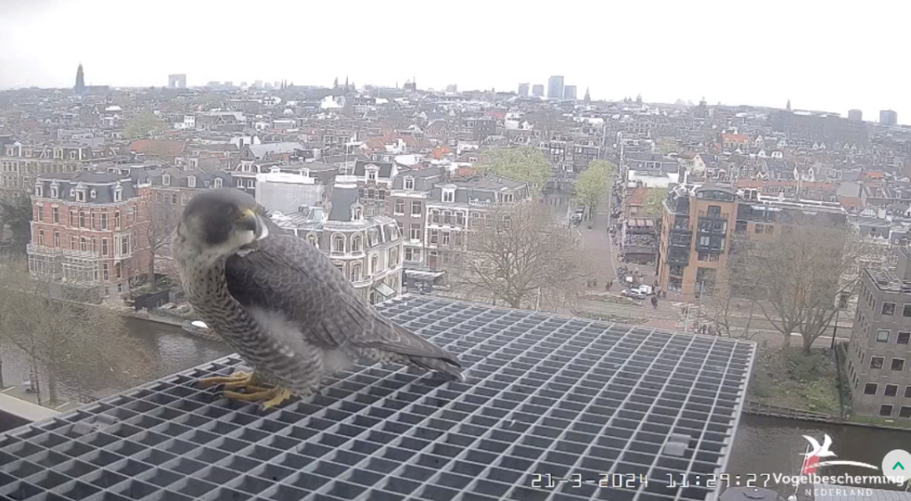 Amsterdam/Rijksmuseum screenshots © Beleef de Lente/Vogelbescherming Nederland - Pagina 2 20241133