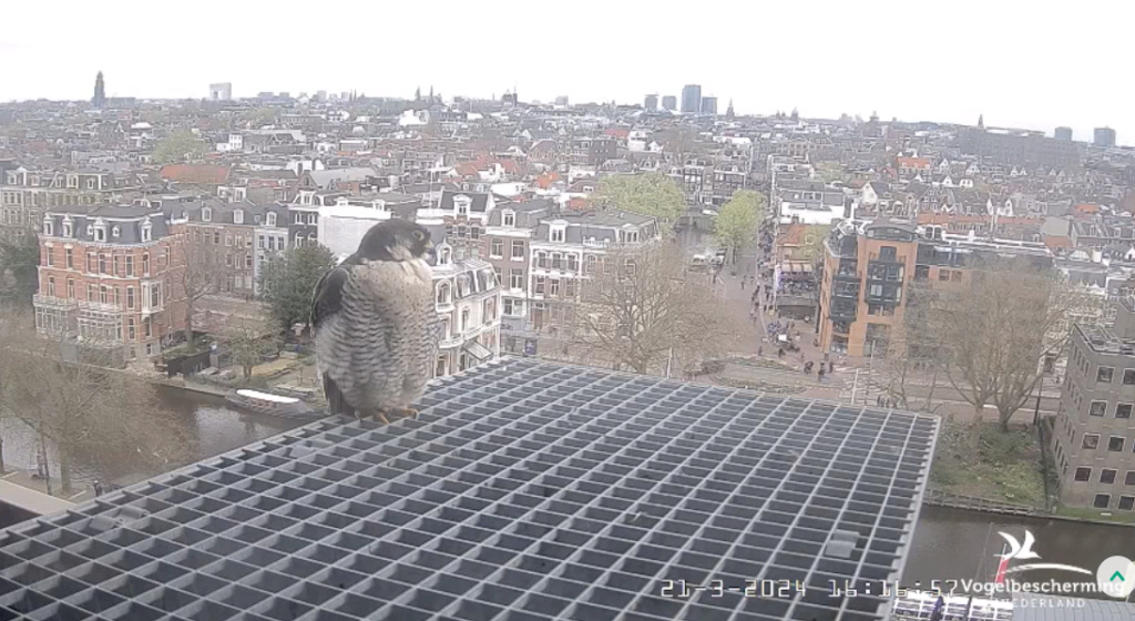 Amsterdam/Rijksmuseum screenshots © Beleef de Lente/Vogelbescherming Nederland - Pagina 3 20241168