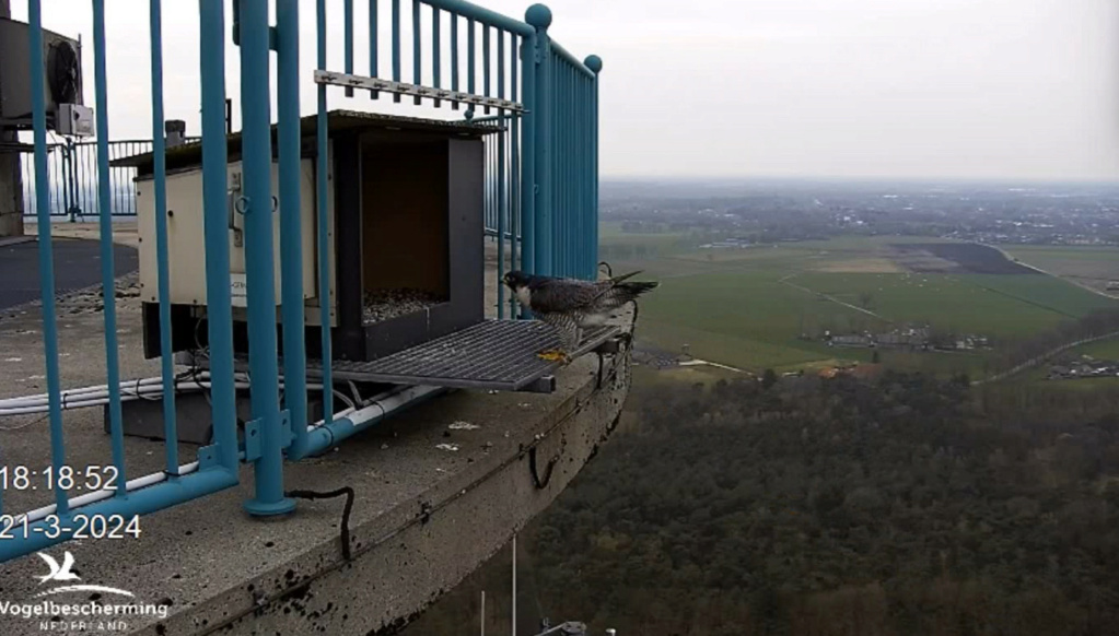 screenshots VWGGemert/Vogelbescherming Nederland. - Pagina 19 20241179