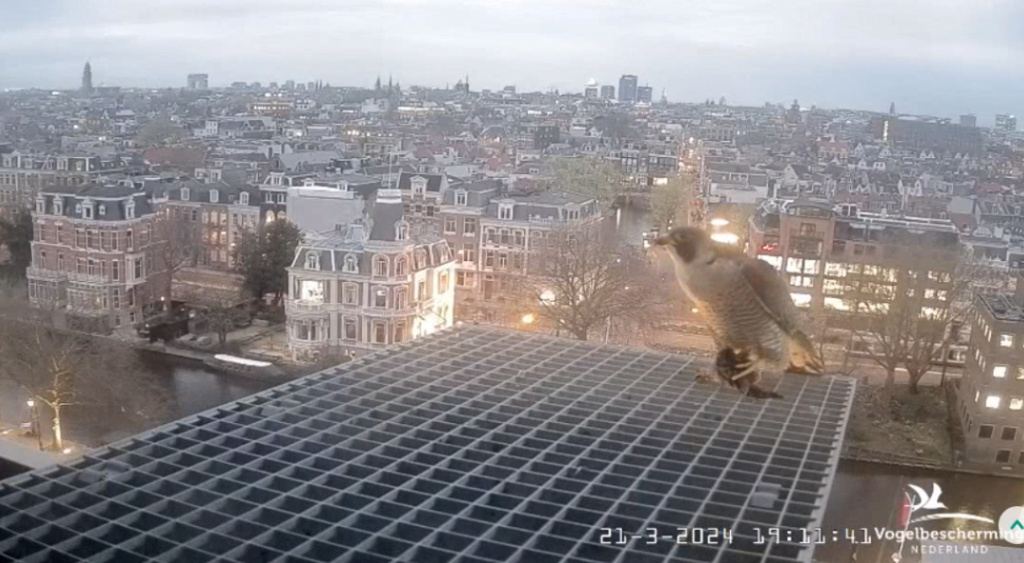 Amsterdam/Rijksmuseum screenshots © Beleef de Lente/Vogelbescherming Nederland - Pagina 3 20241183