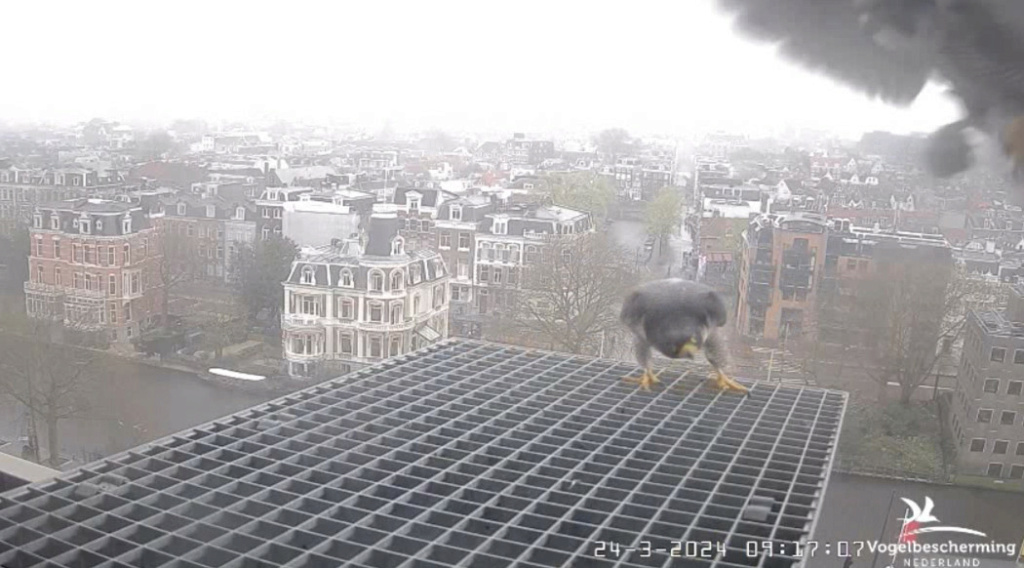Amsterdam/Rijksmuseum screenshots © Beleef de Lente/Vogelbescherming Nederland - Pagina 5 20241280