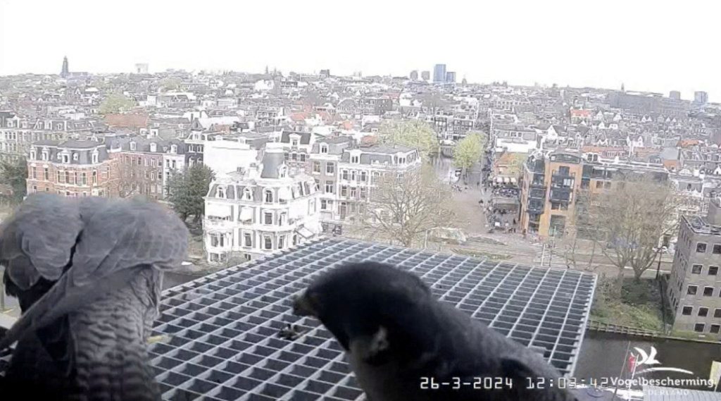 Amsterdam/Rijksmuseum screenshots © Beleef de Lente/Vogelbescherming Nederland - Pagina 5 20241372