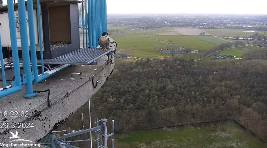 screenshots VWGGemert/Vogelbescherming Nederland. - Pagina 29 20241399