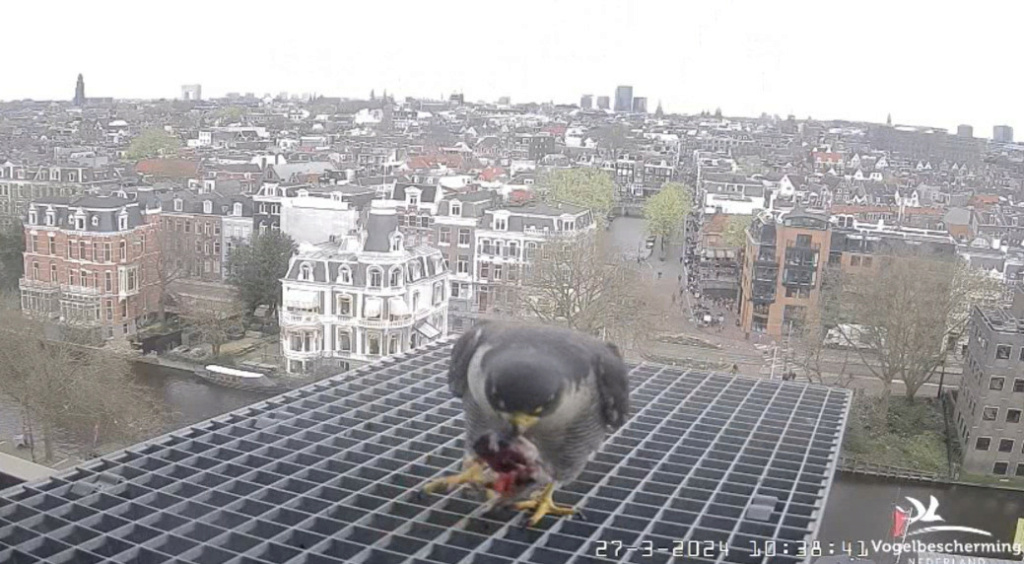 Amsterdam/Rijksmuseum screenshots © Beleef de Lente/Vogelbescherming Nederland - Pagina 6 20241408