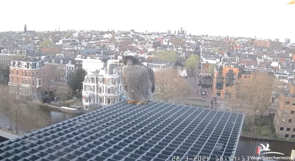 Amsterdam/Rijksmuseum screenshots © Beleef de Lente/Vogelbescherming Nederland - Pagina 7 20241483