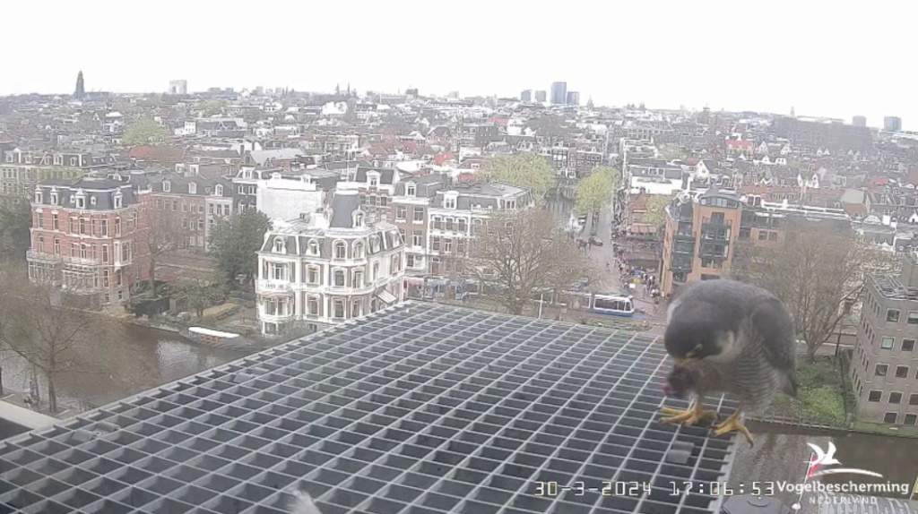 Amsterdam/Rijksmuseum screenshots © Beleef de Lente/Vogelbescherming Nederland - Pagina 7 20241557