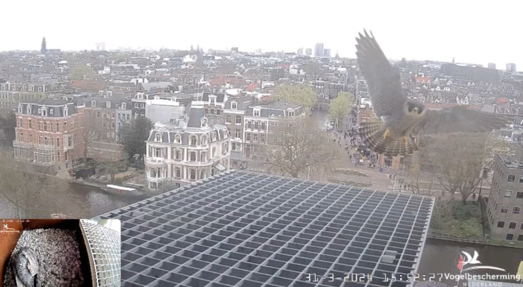 Amsterdam/Rijksmuseum screenshots © Beleef de Lente/Vogelbescherming Nederland - Pagina 8 20241610