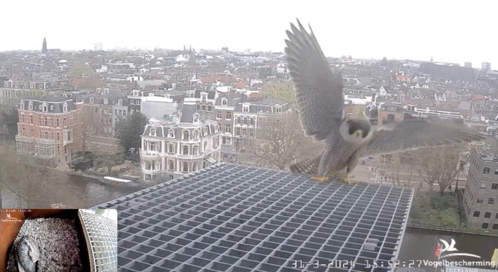 Amsterdam/Rijksmuseum screenshots © Beleef de Lente/Vogelbescherming Nederland - Pagina 8 20241611
