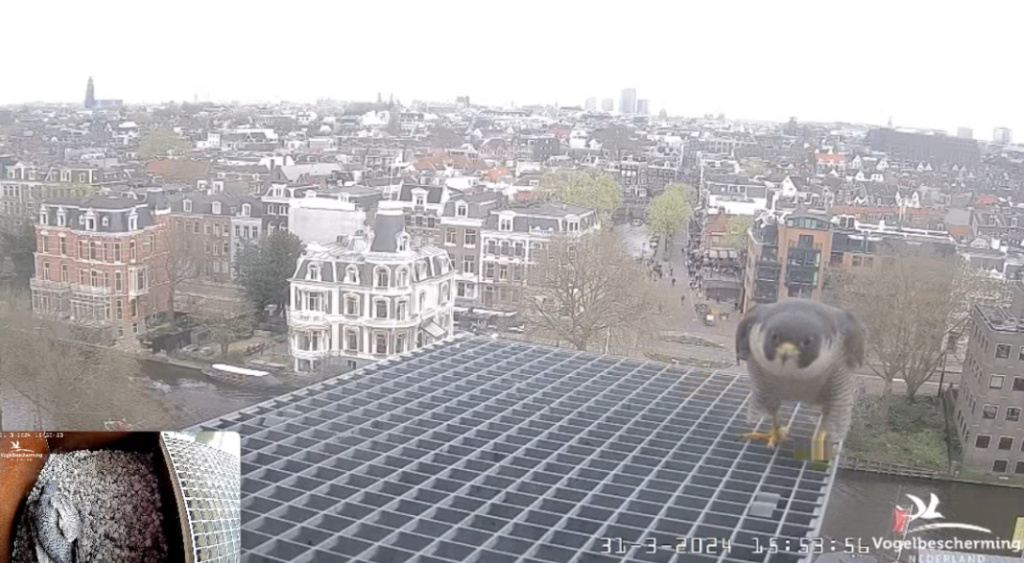 Amsterdam/Rijksmuseum screenshots © Beleef de Lente/Vogelbescherming Nederland - Pagina 8 20241613