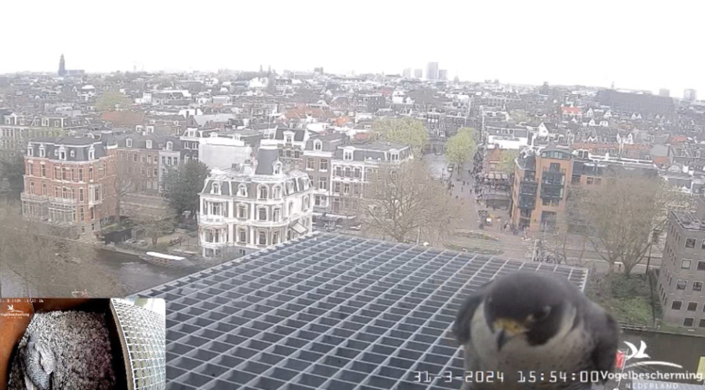 Amsterdam/Rijksmuseum screenshots © Beleef de Lente/Vogelbescherming Nederland - Pagina 8 20241614