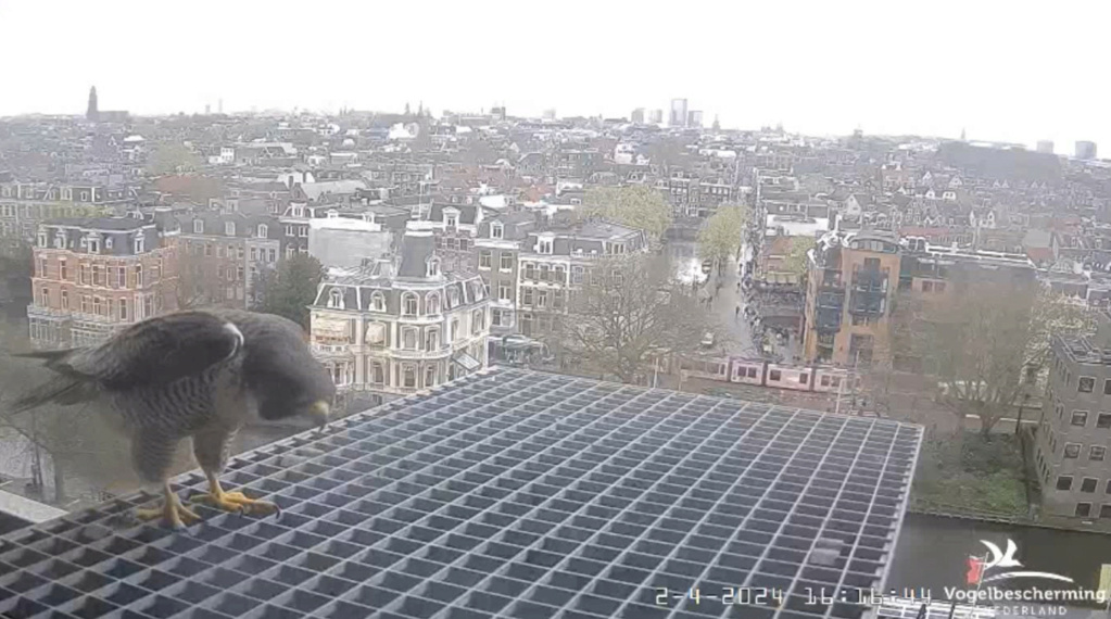 Amsterdam/Rijksmuseum screenshots © Beleef de Lente/Vogelbescherming Nederland - Pagina 9 20241675