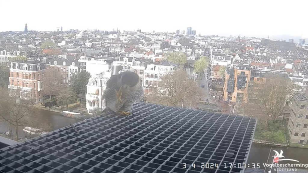 Amsterdam/Rijksmuseum screenshots © Beleef de Lente/Vogelbescherming Nederland - Pagina 9 20241712