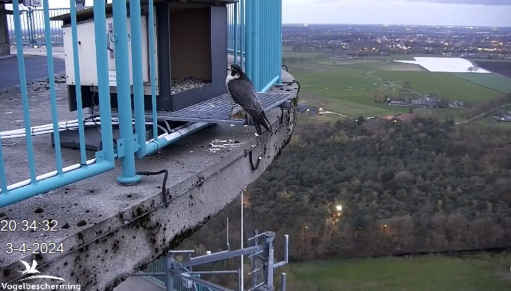 screenshots VWGGemert/Vogelbescherming Nederland. 20241719