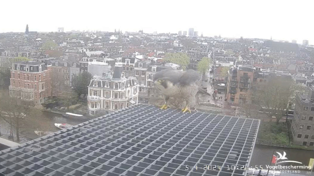 Amsterdam/Rijksmuseum screenshots © Beleef de Lente/Vogelbescherming Nederland - Pagina 10 20241752