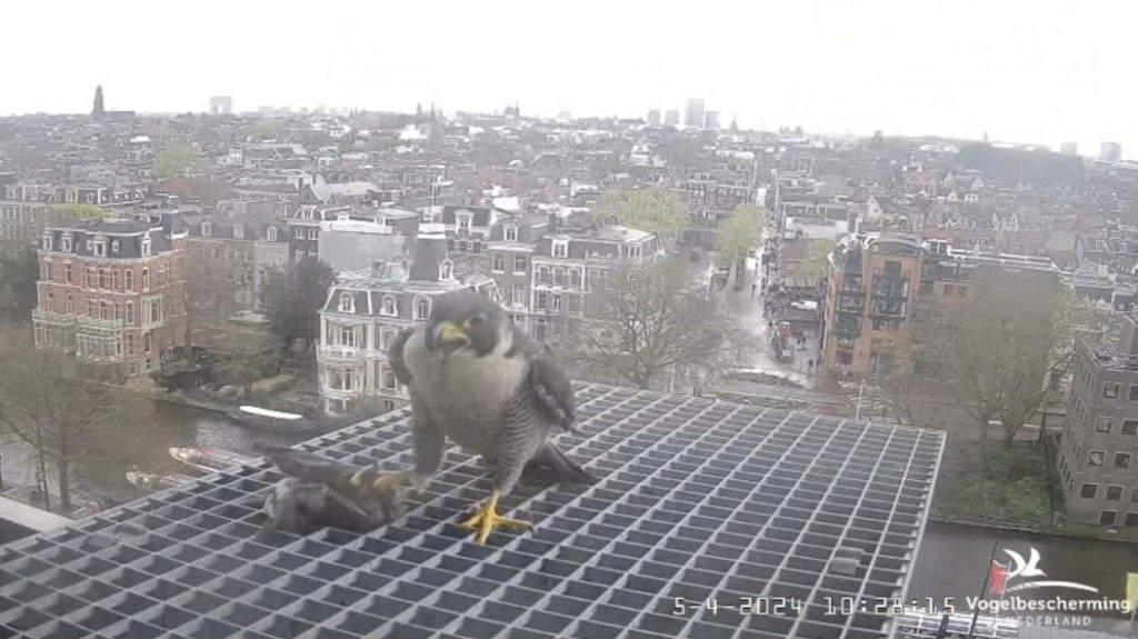 Amsterdam/Rijksmuseum screenshots © Beleef de Lente/Vogelbescherming Nederland - Pagina 10 20241755