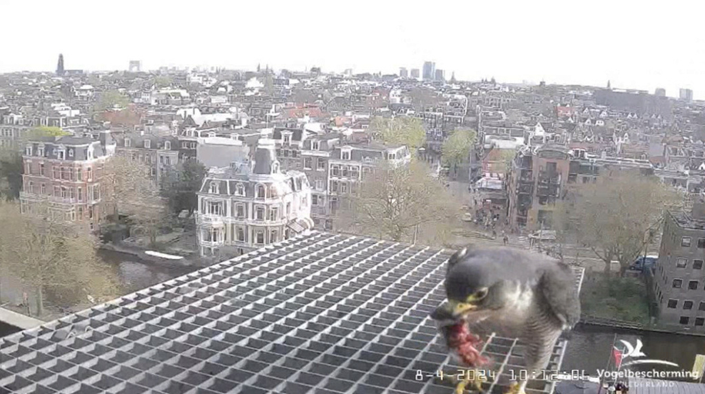 Amsterdam/Rijksmuseum screenshots © Beleef de Lente/Vogelbescherming Nederland - Pagina 11 20241819
