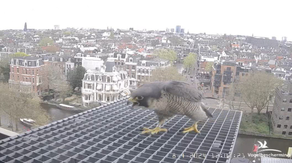 Amsterdam/Rijksmuseum screenshots © Beleef de Lente/Vogelbescherming Nederland - Pagina 11 20241830