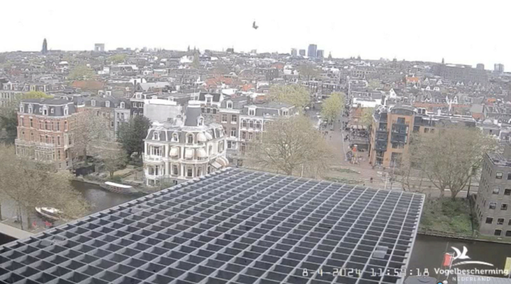 Amsterdam/Rijksmuseum screenshots © Beleef de Lente/Vogelbescherming Nederland - Pagina 11 20241832