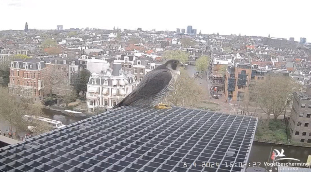 Amsterdam/Rijksmuseum screenshots © Beleef de Lente/Vogelbescherming Nederland - Pagina 11 20241837