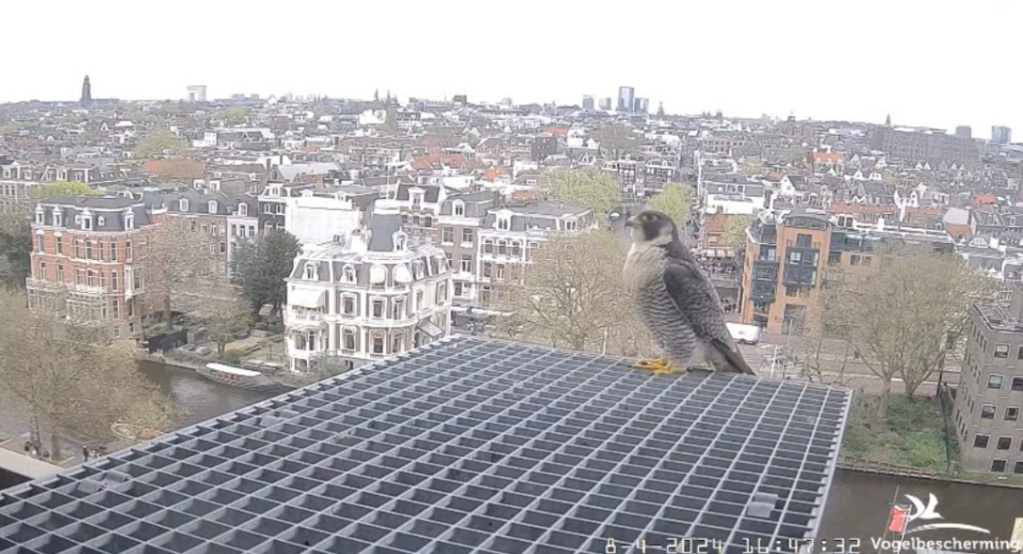 Amsterdam/Rijksmuseum screenshots © Beleef de Lente/Vogelbescherming Nederland - Pagina 11 20241843