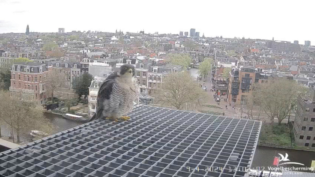 Amsterdam/Rijksmuseum screenshots © Beleef de Lente/Vogelbescherming Nederland - Pagina 11 20241868
