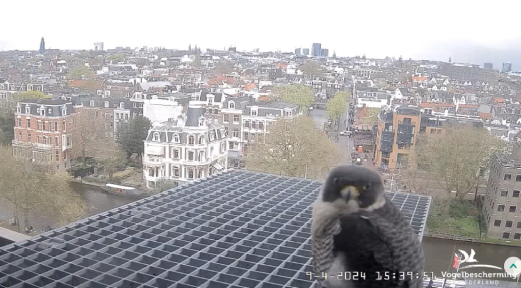 Amsterdam/Rijksmuseum screenshots © Beleef de Lente/Vogelbescherming Nederland - Pagina 11 20241872