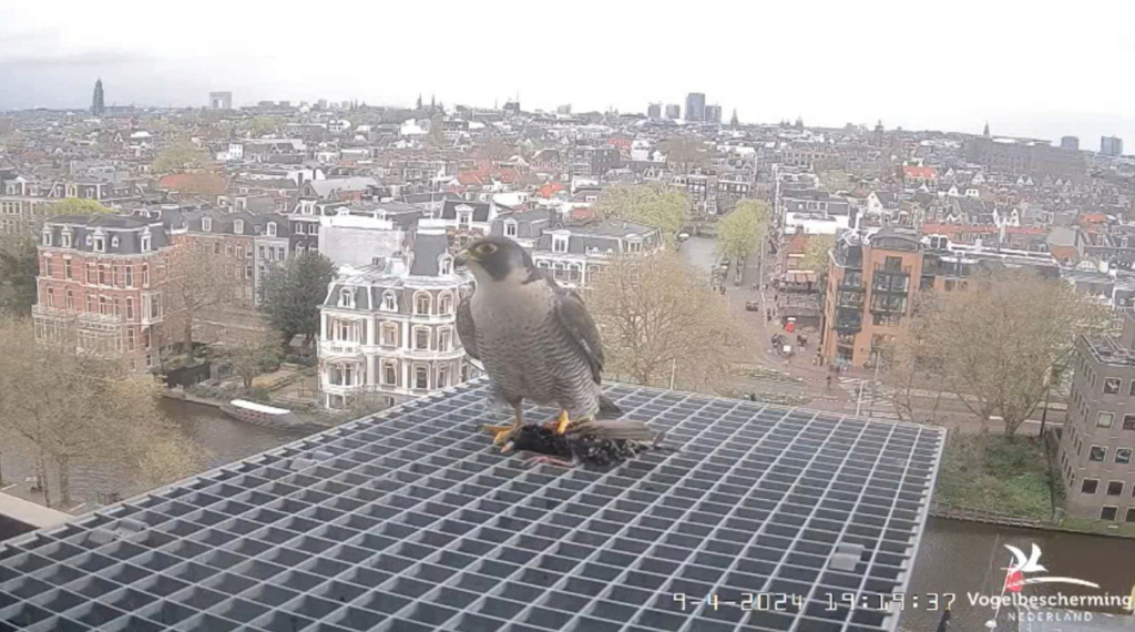 Amsterdam/Rijksmuseum screenshots © Beleef de Lente/Vogelbescherming Nederland - Pagina 11 20241876