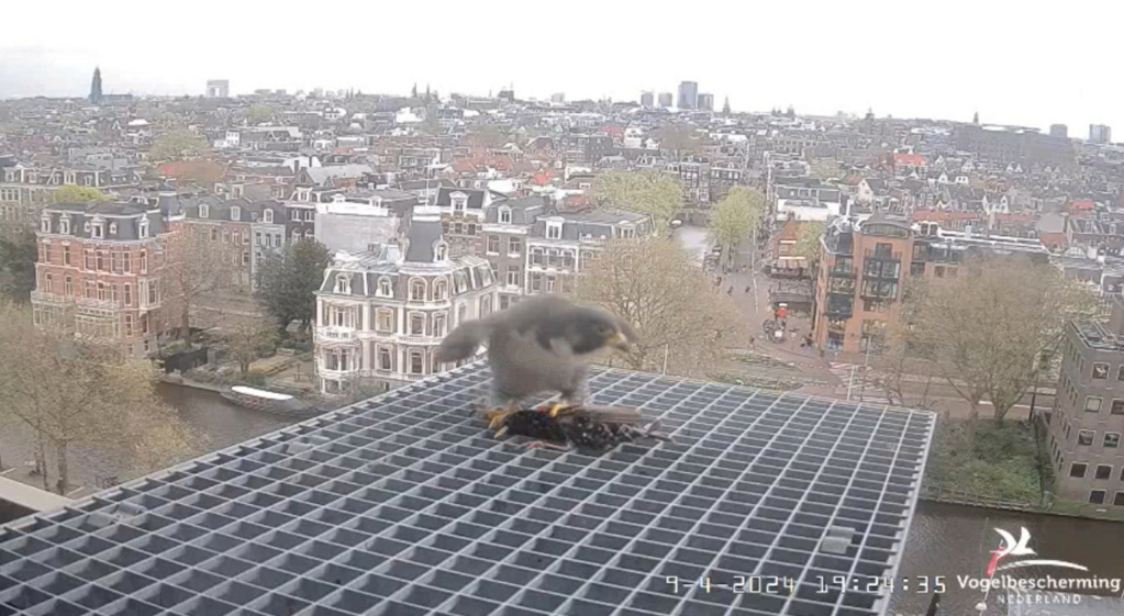 Amsterdam/Rijksmuseum screenshots © Beleef de Lente/Vogelbescherming Nederland - Pagina 11 20241878