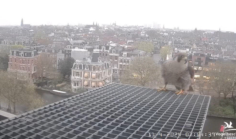 Amsterdam/Rijksmuseum screenshots © Beleef de Lente/Vogelbescherming Nederland - Pagina 12 20241951